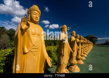 Buddha Statuen aufgereiht auf buddhistischen Tempel Chen Tien Stockfoto