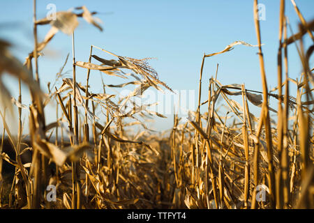 Getrocknete Maisstängel in einem Feld am Ende eines Sommers Stockfoto