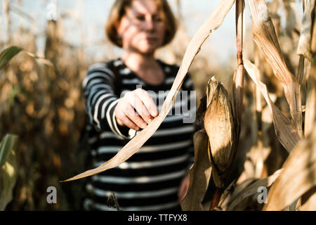 Woman hands touching dry  corn leaves Stockfoto