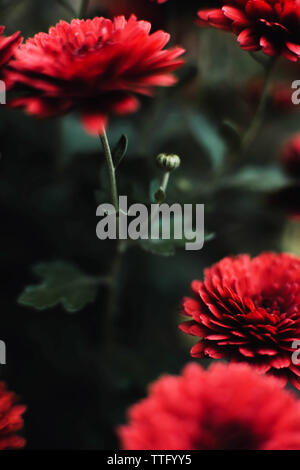 Nahaufnahme auf rote Chrysantheme Blumen Stockfoto
