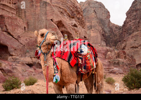 Nahaufnahme von bunt verziert Kamel in Petra. Jordanien Stockfoto