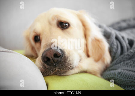 Golden Retriever liegen unter der Decke auf dem Sofa zu Hause Stockfoto