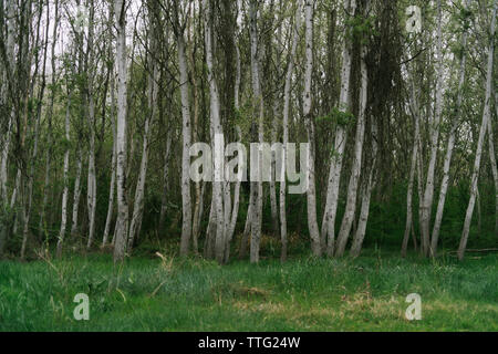 Bäume wachsen auf der Wiese im Wald Stockfoto