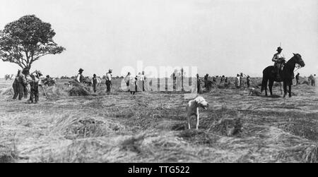 Italien, Toskana, eine Gruppe von Bauern bei der Ernte, 1910-20 Stockfoto