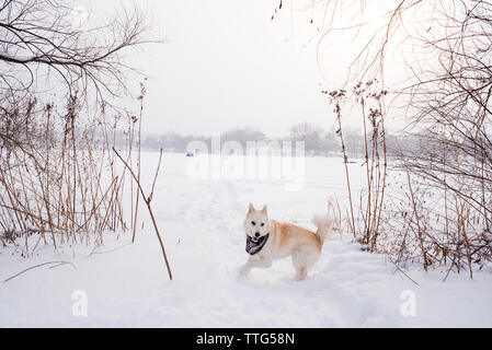 Hund läuft in schneebedeckten Feld Stockfoto
