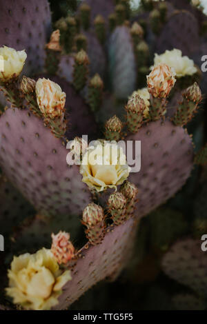 Nahaufnahmen von Blumen wachsen auf Kaktus Stockfoto