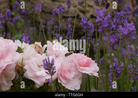 Rosa Rosen mit lila Lavendel im Hintergrund. Stockfoto