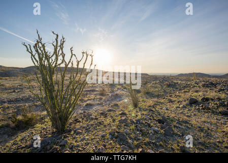 Ocotillo Pflanzen in den Borrego Badlands. Stockfoto