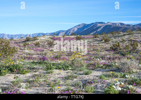 Desert wildflowers in der Borrego Badlands. Stockfoto