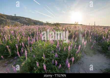 Desert wildflowers in der Borrego Badlands. Stockfoto