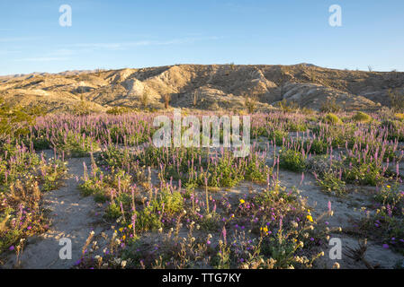 Desert wildflowers in der Borrego Badlands. Stockfoto