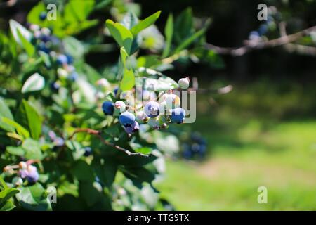 Wild Maine Heidelbeeren am Strauch Stockfoto