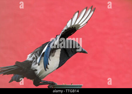 Eine Elster auf mealie Wurm Essen in einem Garten in einem Wohnhaus in Warwick. Warwickshire. UK. 14, Juni 2019. Stockfoto