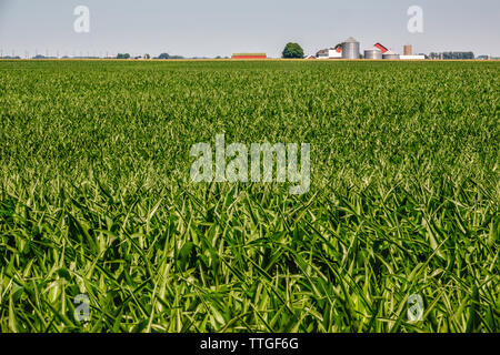 Sonnige grünes Feld von Mais (Mais) und entfernten landwirtschaftlichen Gebäuden im Sommer Stockfoto