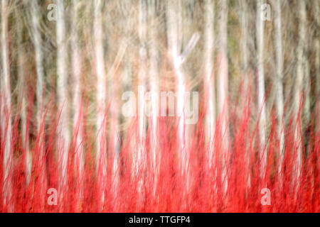 Spanien, Cuenca, Wicker Anbau in Canamares im Herbst Stockfoto