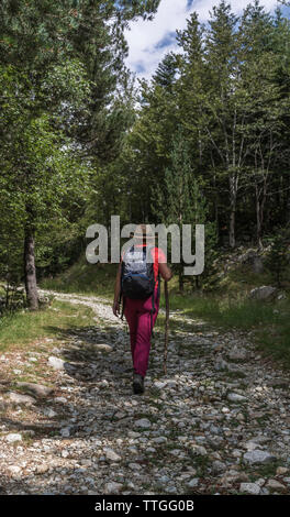 Ansicht der Rückseite des weiblichen Wanderer mit Rucksack zu Fuß auf den Weg inmitten von Bäumen im Wald Stockfoto