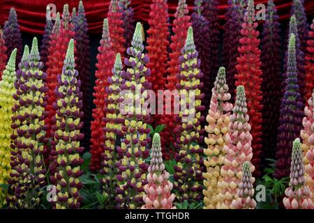 Gemischte Farben von riesigen lupinen in Blume, purples Rosa und Gelb Stockfoto