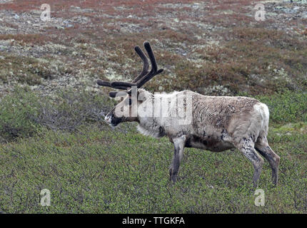 Rentierbock mit Geweih, der im Sommer auf der Tundra steht Stockfoto