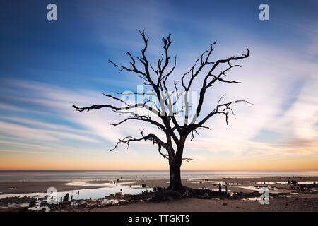 Einsamer Baum bei Sonnenaufgang. Botany Bay Strand, Edisto Island, South Carolina, USA Stockfoto