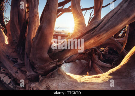 Getrocknete Bäume bei Sonnenaufgang. Botany Bay Strand, Edisto Island, South Carolina, USA Stockfoto