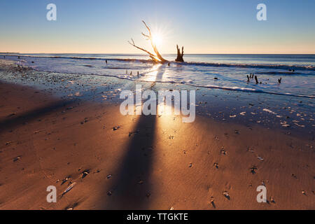 Einsamer Baum bei Sonnenaufgang. Botany Bay Strand, Edisto Island, South Carolina, USA Stockfoto