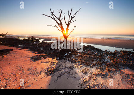 Einsamer Baum bei Sonnenaufgang. Botany Bay Strand, Edisto Island, South Carolina, USA Stockfoto