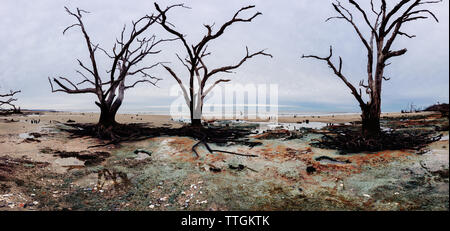 Botany Bay Strand Panorama an bewölkten Tag, Edisto Island, South Carolina, USA Stockfoto