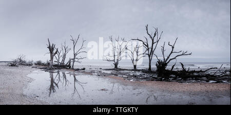 Botany Bay Strand Panorama an bewölkten Tag, Edisto Island, South Carolina, USA Stockfoto