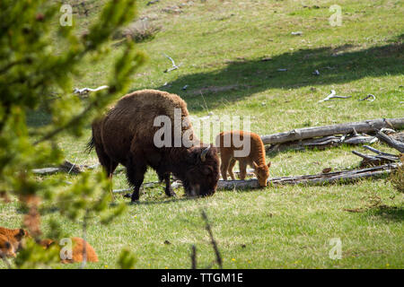 Bison Familie Beweidung auf Feld des Yellowstone National Park Stockfoto