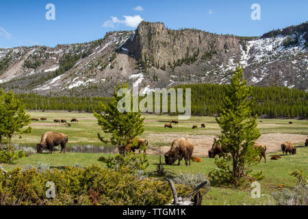 Amerikanische Bisons grasen auf dem Feld von Bergen im Yellowstone National Park Stockfoto