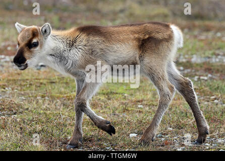 Rentierkalb auf schwedischer Tundra, Sommer. Stockfoto