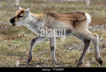 Rentierkalb auf schwedischer Tundra, Sommer. Stockfoto