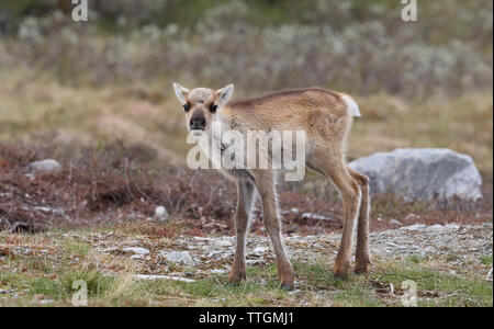 Rentierkalb auf schwedischer Tundra, Sommer. Stockfoto