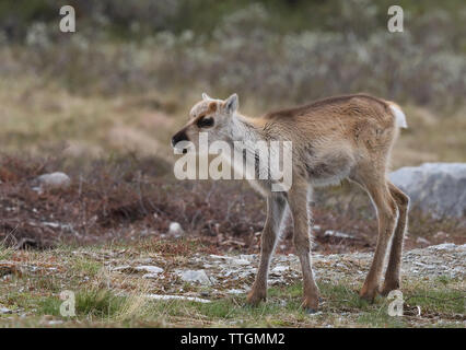 Rentierkalb auf schwedischer Tundra, Sommer. Stockfoto