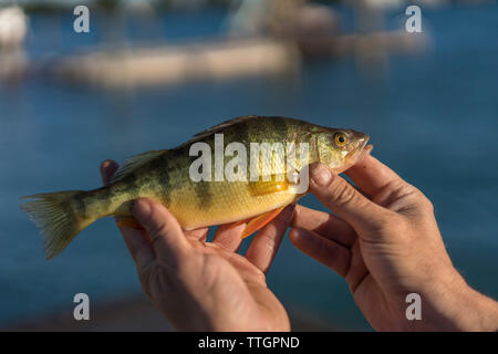 Fischer Holding gelber Barsch gefangen auf St. Clair River, Michigan Stockfoto