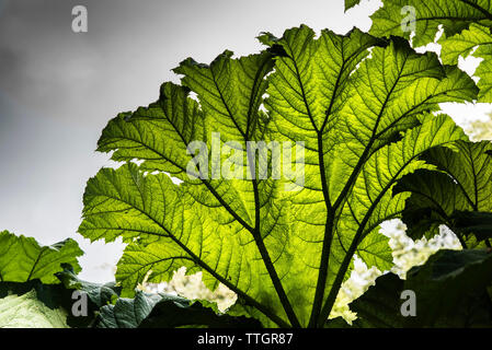 Gunnera manicata im Trebah Garten in Cornwall wachsen. Stockfoto