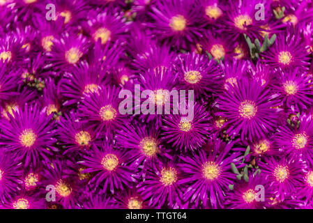 Nachgestellte Mittagsblume, Lampranthus Californica. Stockfoto