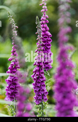 Gemeinsamen Fingerhut, Digitalis purpurea Stockfoto