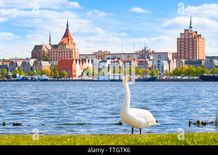 Schwan auf Riverside bei der Stadt Rostock, Deutschland - Blick auf die schöne Altstadt mit Backsteinbauten und Wharf, weiten Himmel im Frühjahr (Kopie) Stockfoto