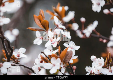 Nahaufnahme auf die Blumen einer Kirschblüten im Frühling. Stockfoto
