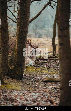 Junge damhirsche Stier versteckt sich hinter Baum im regnerischen Tag. Stockfoto