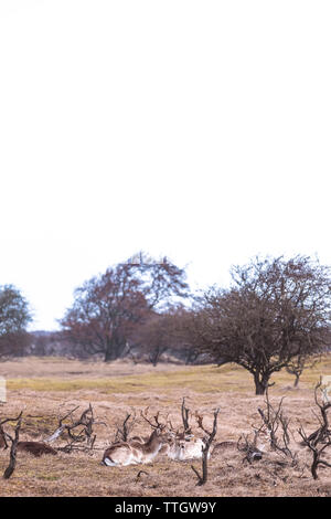 Die Herde Damhirsche sitzen auf der Wiese im Frühling Saison. Stockfoto