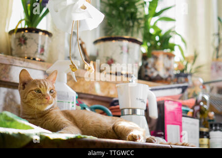 Wenig ginger cat auf der Küchenarbeitsplatte Stockfoto
