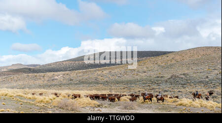 Gauchos Pferde zu reiten und Herde Rinder auf der trockenen Landschaft von Argentinien. Stockfoto