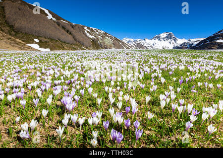 Alpine Wiesen von Crocus Blumen, Madesimo, Italien Stockfoto