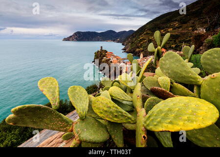 Kaktus auf Hügeln oberhalb Vernazza, Cinque Terre, Ligurien, Italien Stockfoto