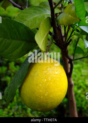 Grapefruit Tree Stockfoto