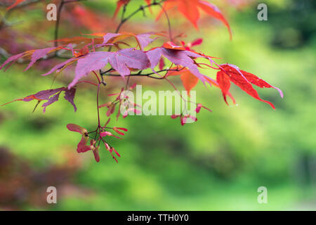 Nahaufnahme der Früchte-/geflügelten Samenschoten von Acer palmatum Atropurpureum, England, UK Stockfoto