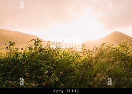 Hintergrundbeleuchtung, in der Nähe der Pflanzen gegen eine clody Himmel bei Sonnenuntergang Stockfoto