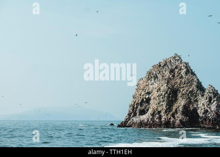 Meer Vögel auf einem Felsen, Islas Ballestas, Paracas, Peru Stockfoto